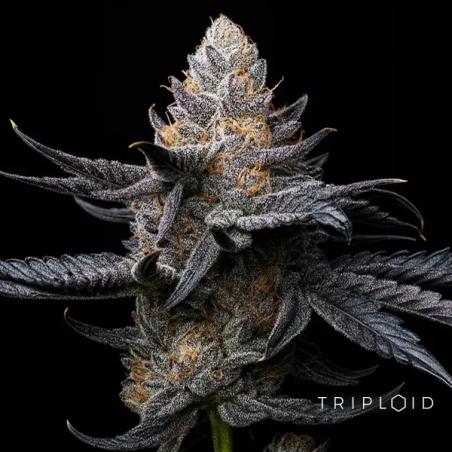 White Diamond Triploide | Semente feminizada GB