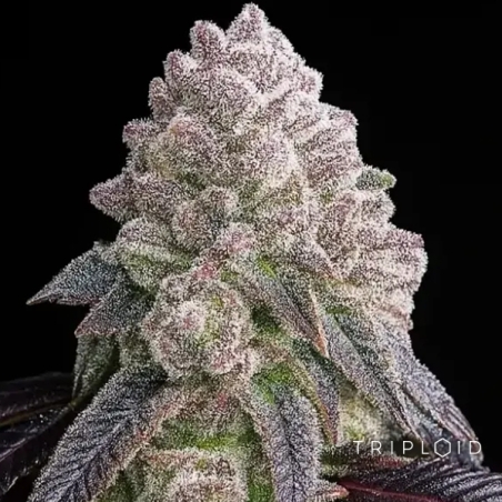 Tropical Sherbberry | Semente feminizada triploide premium