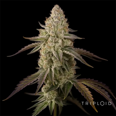Banana Velvet OG Triploide | Semente feminizada GB