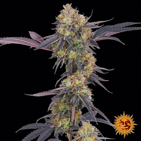 Tropicana Cherry – Híbrido Sativa-Dominante | GB The Green Brand