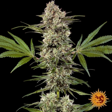 Planta inteira de Banana Runtz F1 Hybrid
