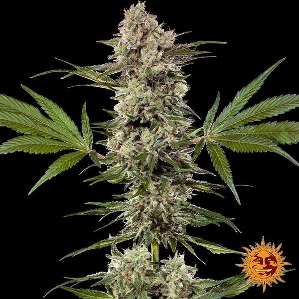 View Planta inteira de Banana Runtz F1 Hybrid