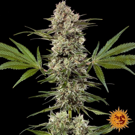 Planta inteira de Banana Runtz F1 Hybrid