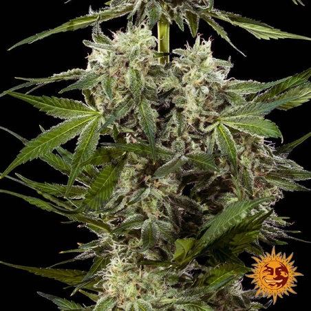 Foto das flores de Banana Runtz F1 Hybrid