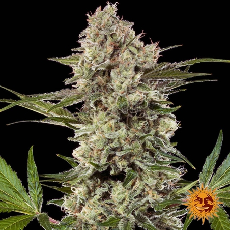 Flor central de Banana Runtz F1 Hybrid