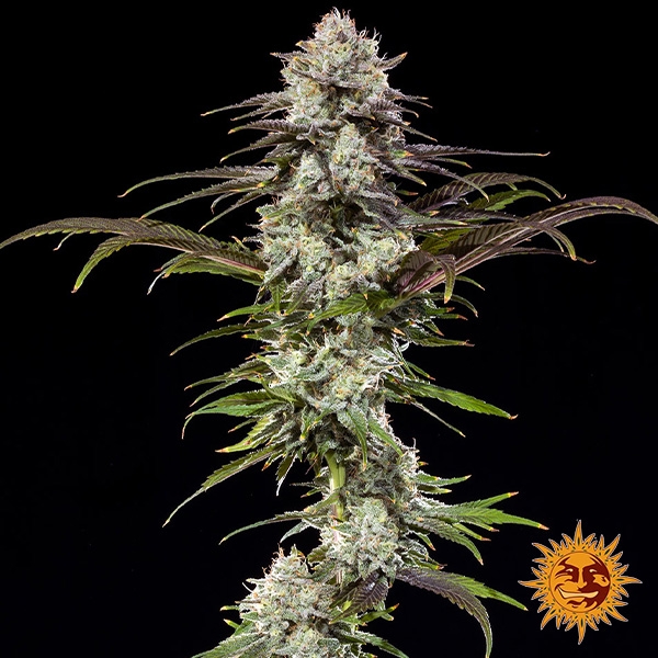 View Foto da planta do London Pound Cake F1 Hybrid