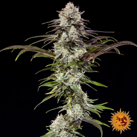 Foto da planta do London Pound Cake F1 Hybrid
