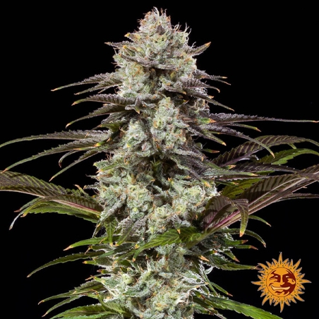 Flor central do London Pound Cake F1 Hybrid