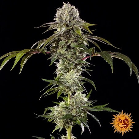 Durban Poison F1 Híbrida | 100% sativa