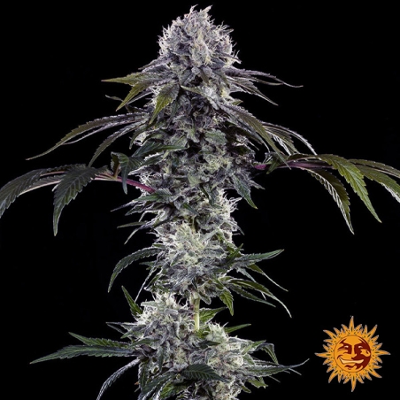 Durban Z F1 Hybrid planta