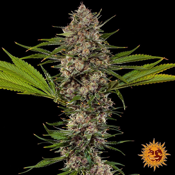 View MAC 1 F1 Hybrid