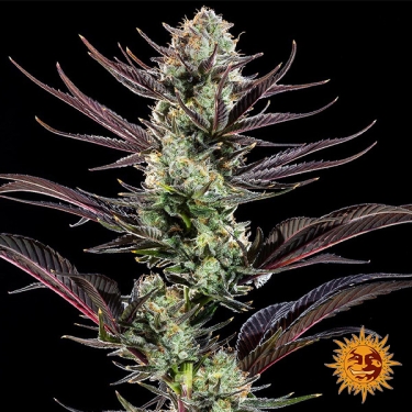 Foto da planta Thin Mint Frosting F1 Hybrid