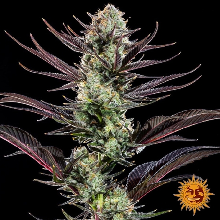 Foto da planta Thin Mint Frosting F1 Hybrid