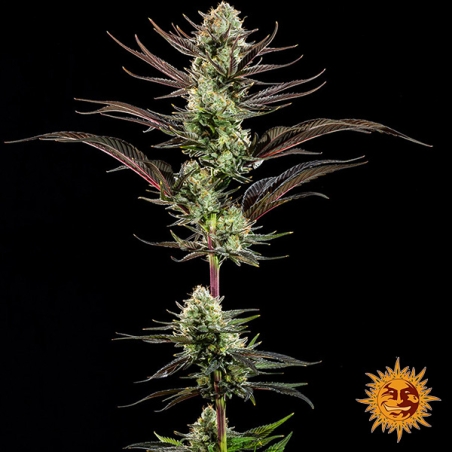 Planta inteira Thin Mint Frosting F1 Hybrid