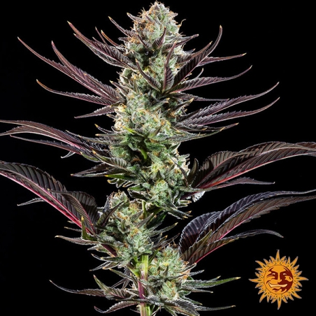 Flor central Thin Mint Frosting F1 Hybrid
