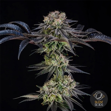 Julian Marley Special by Julian Marley planta inteira