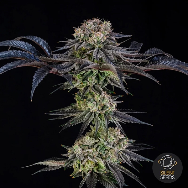 View Julian Marley Special by Julian Marley planta inteira