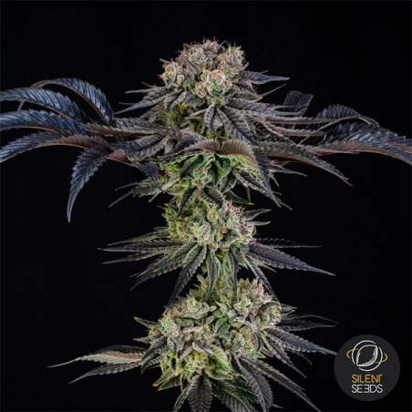 Julian Marley Special by Julian Marley planta inteira