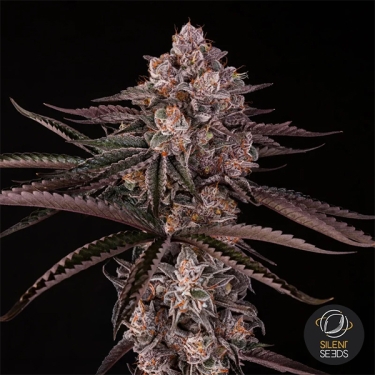 Jamaican Sunset por Julian Marley | GB
