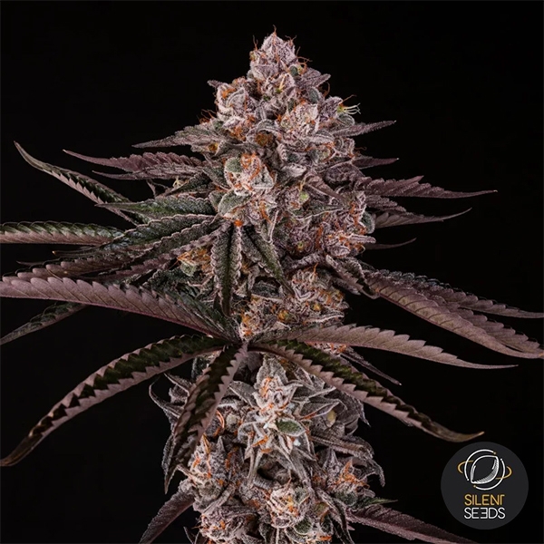 Jamaican Sunset por Julian Marley | GB