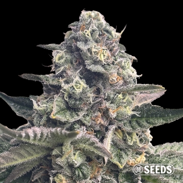 View Banana Kush Regular