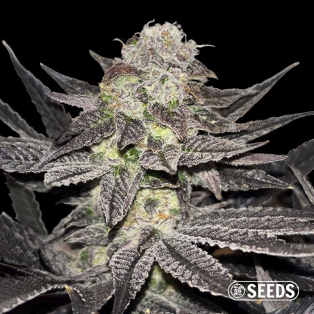 Miracle Alien Cookies Regular