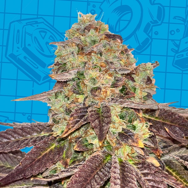 Biscotti K-Mintz Ripper Seeds x GB | Edição limitada
