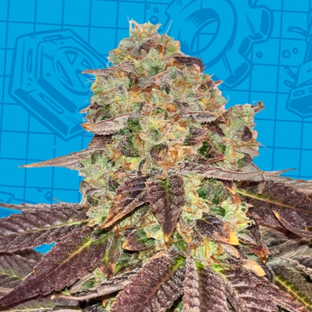 Biscotti K-Mintz Ripper Seeds x GB | Edição limitada
