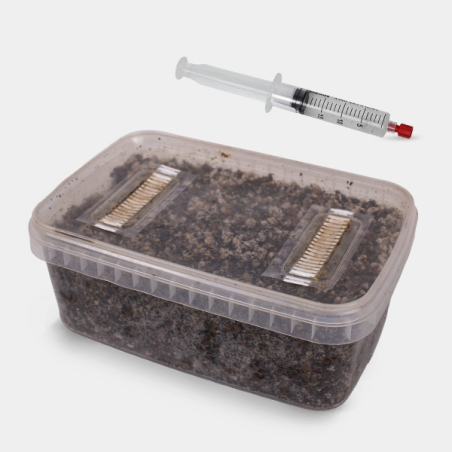 Kit de Estudos Microscópicos de Esporos de Fungos (com Tupper)