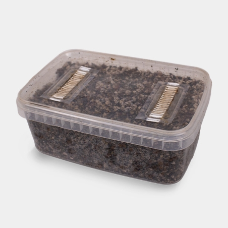 Kit de Estudos Microscópicos de Esporos de Fungos (com Tupper)