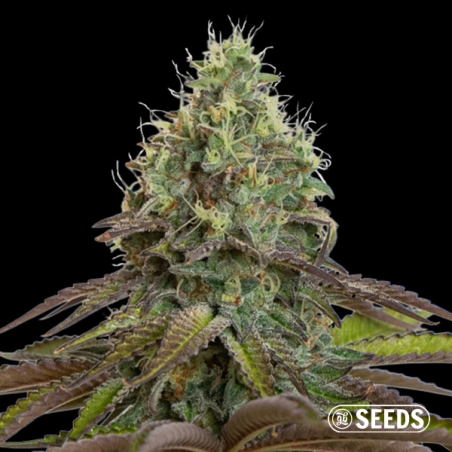 Purple Haze | Sementes Feminizadas Sativa