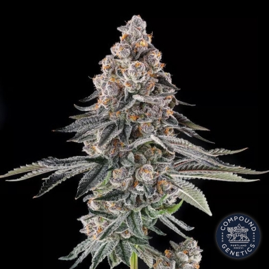Mailbox Money da Compound Genetics