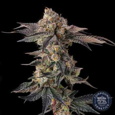 Pamellowz da Compound Genetics | Sementes feminizadas online