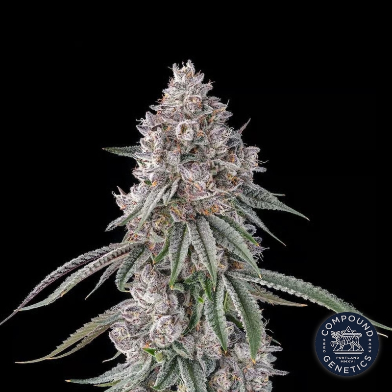 View Lemon Chain Compound Genetics | Sementes Feminizadas