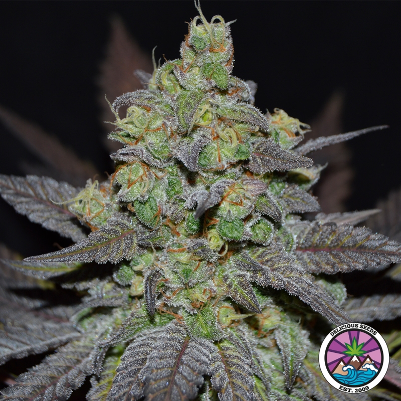 View Golosa XL Auto da Delicious Seeds