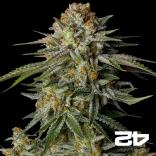 View GG4 Sherbet Fast