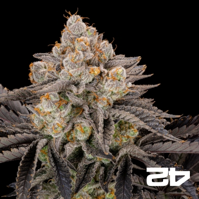 Gorilla Cookies Fast