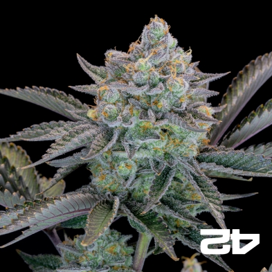Gorilla Cookies Fast