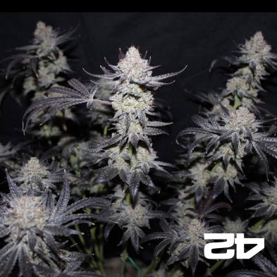 Tropicana Cookies Fast - GB The Green Brand
