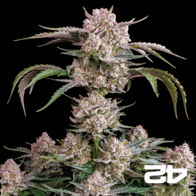 Strawberry Gorilla Auto – Autoflorescente potente | Sementes de canábis Fast Buds