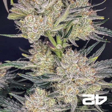 Strawberry Gorilla Auto – Autoflorescente potente | Sementes de canábis Fast Buds