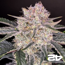 Strawberry Gorilla Auto – Autoflorescente potente | Sementes de canábis Fast Buds