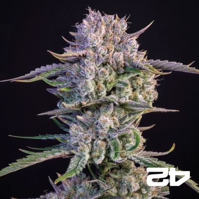 Strawberry Gorilla Auto – Autoflorescente potente | Sementes de canábis Fast Buds