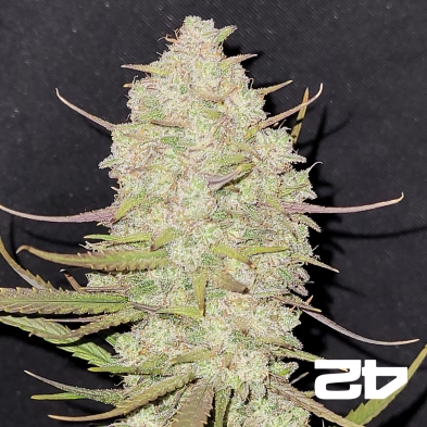 Tropicana Cookies Auto Fast Buds - GB The Green Brand