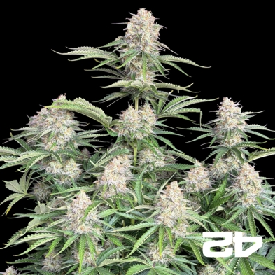 Moby Dick Auto Fast Buds - GB The Green Brand