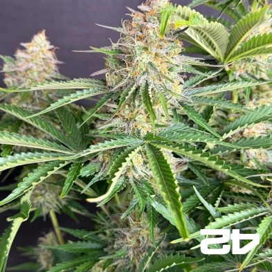 Moby Dick Auto Fast Buds - GB The Green Brand