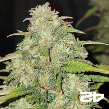 Moby Dick Auto Fast Buds - GB The Green Brand