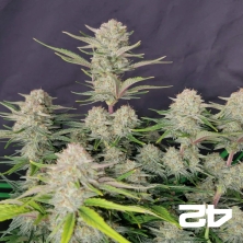 Apricot Auto