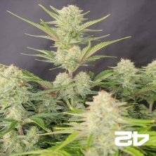 Apricot Auto