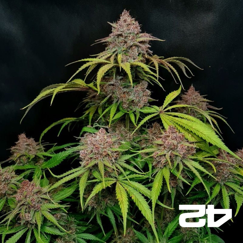 View Gorilla Punch Auto